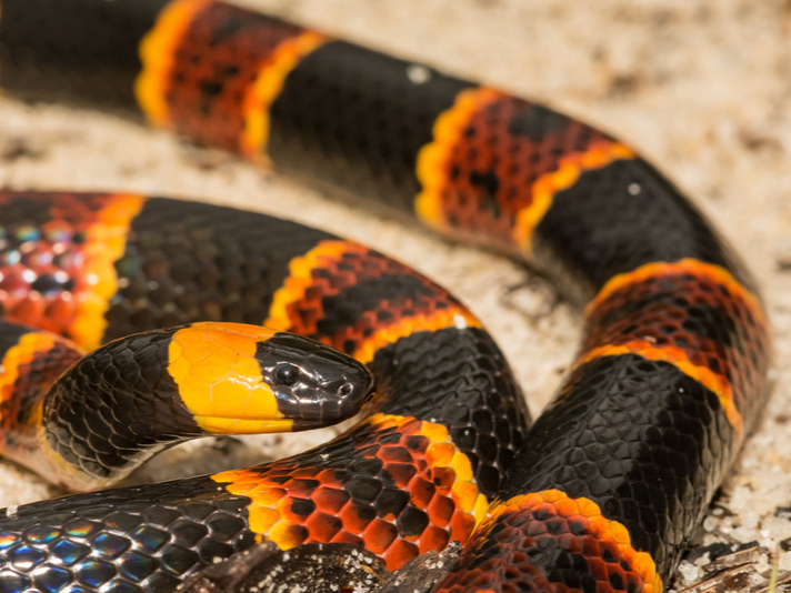 Coral snakes Science